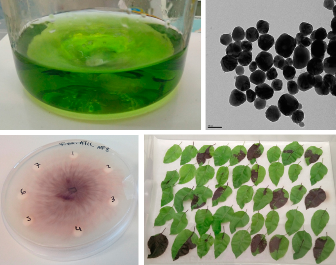nanocu bactericida nanopartículas de cobre