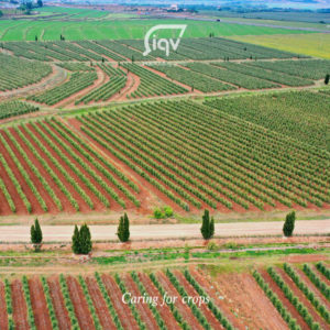 The olive tree, a symbol of the Mediterranean - iqv matholding group